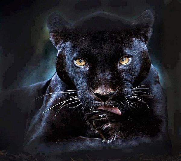  Черная Пантера