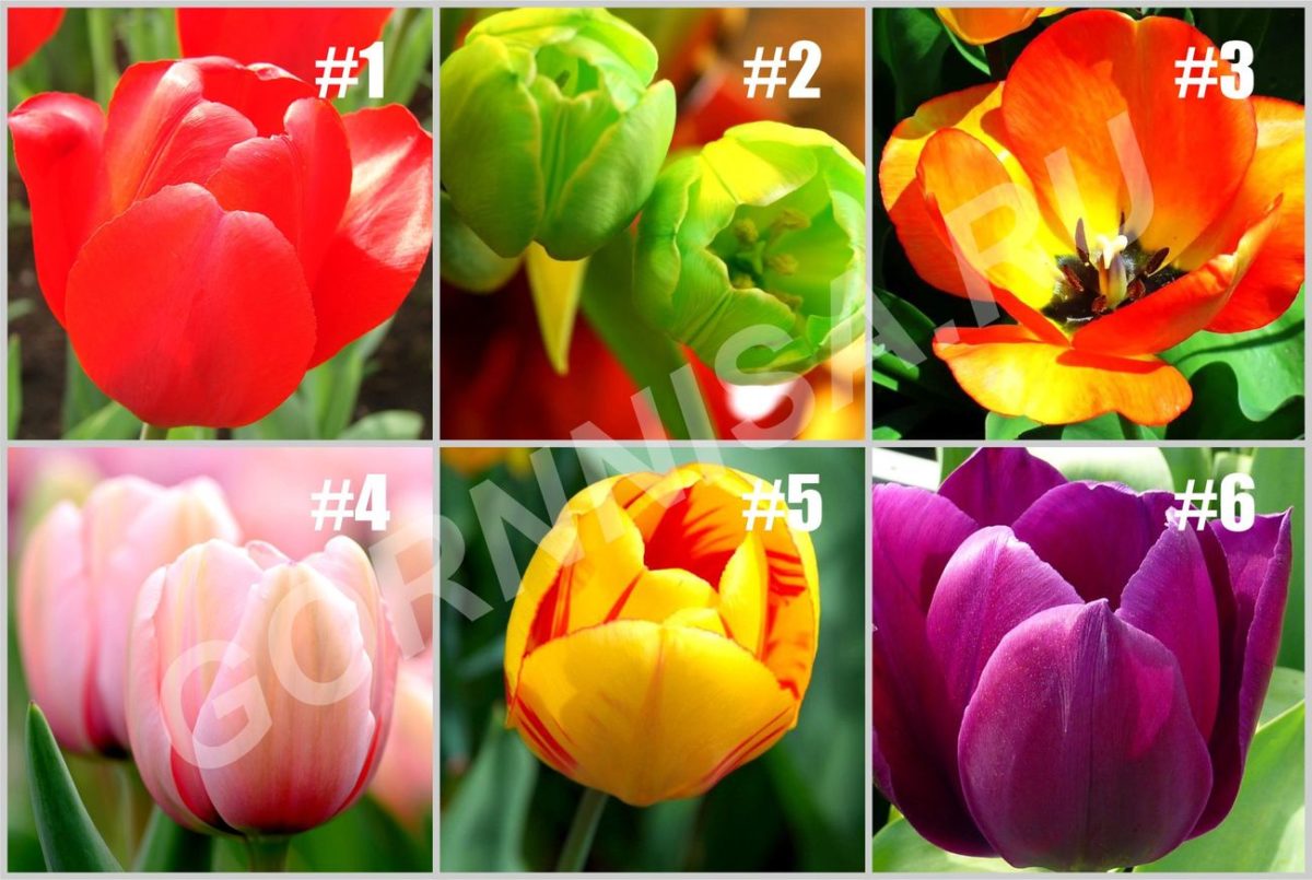 Тест-тюльпаны - Ваши красивые черты характера