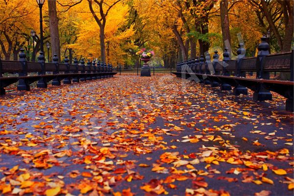 #4 Осенняя дорога в листьях