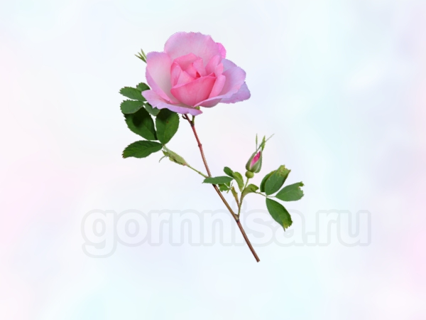 Роза 1