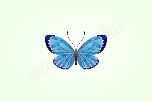 Бабочка #5