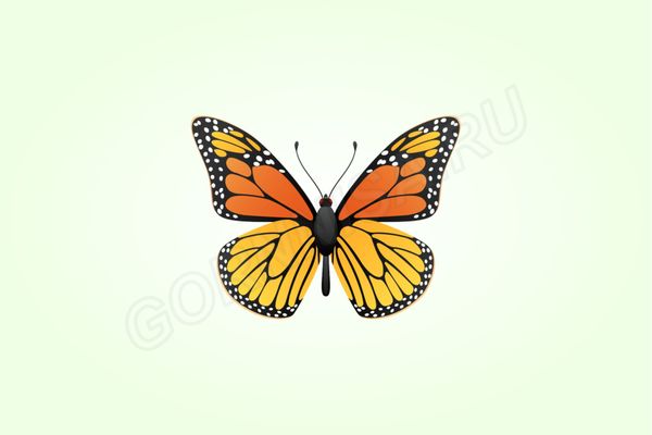 Бабочка #8
