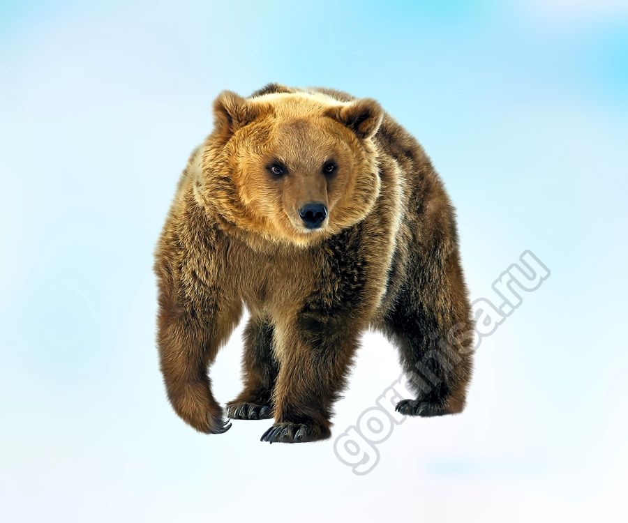 Тест личности - Что вы не можете 1 - медведь