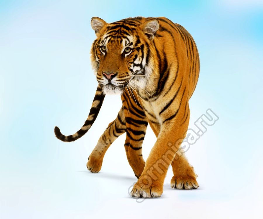 2 - тигр