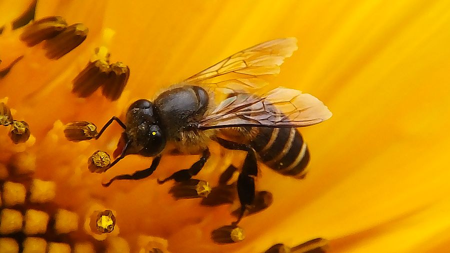 Продолжительность жизни - Кто и сколько Пчела медоносная