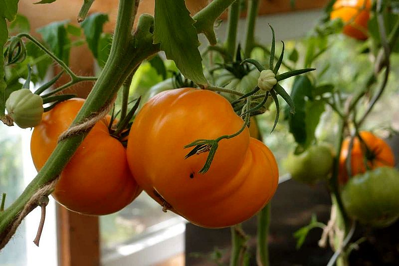 Что посадить - Оранжевые томаты Алтайский оранжевый