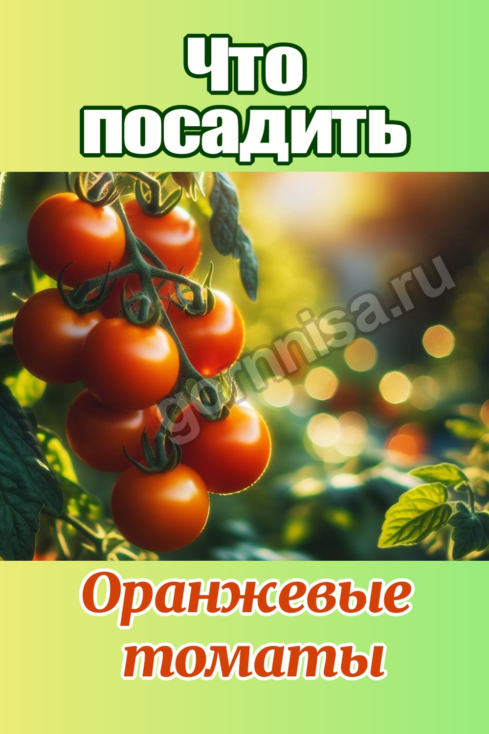 Что посадить - Оранжевые томаты