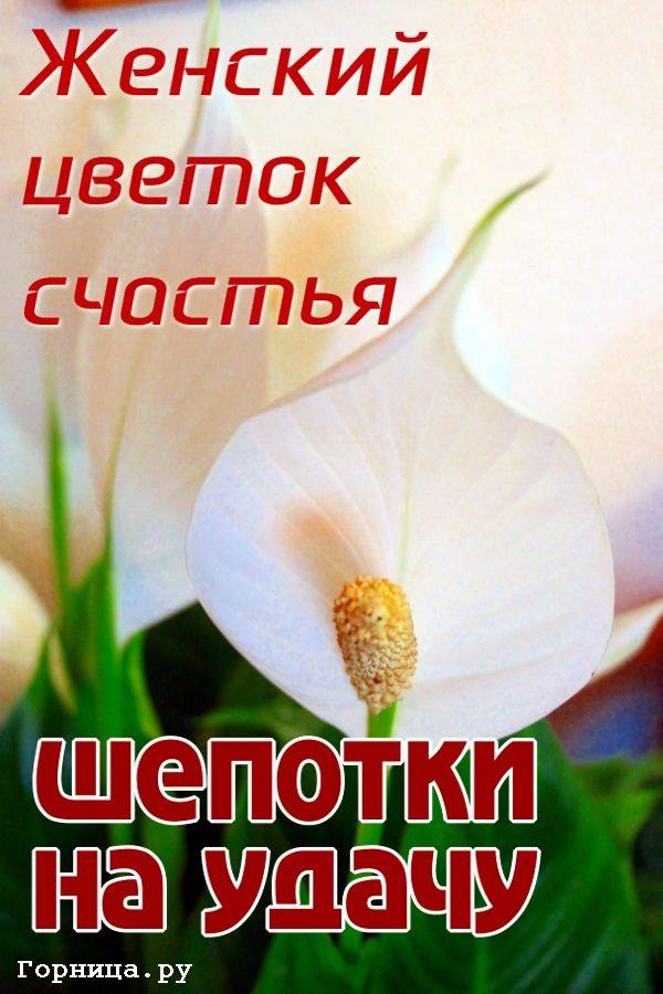 Спатифиллум. Женский цветок счастья. Шепотки на удачу https://gornnisa.ru/